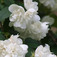 Jezsámen (<i>Philadelphus sp.</i> 'Virginal')