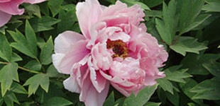 Pünkösdi rózsa (<i>Paeonia sp.</i>)