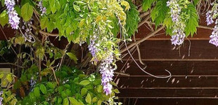 Kínai lilaakác (<i>Wisteria sinensis</i>)