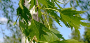 Szeldelt levelű nyír (<i>Betula pendula</i> 'Dalecarlica')