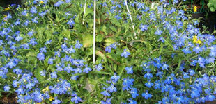 Futó lobélia (<i>Lobelia erinus</i>)