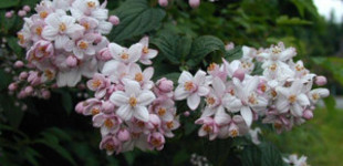 Rózsaszín virágú gyöngyvirágcserje (<i>Deutzia hybrida</i> 'Mont Rose')