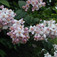 Rózsaszín virágú gyöngyvirágcserje (<i>Deutzia hybrida</i> 'Mont Rose')