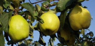 Birs (<i>Cydonia oblonga</i> 'Bereczki bőtermő')