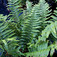 Pajzsika (<i>Dryopteris atrata</i>)