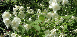 Közönséges jezsámen (<i>Philadelphus coronarius</i>)
