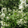 Közönséges jezsámen (<i>Philadelphus coronarius</i>)