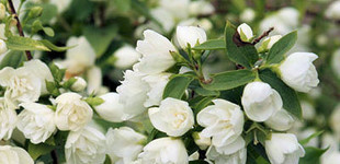 Jezsámen (<i>Philadelphus sp.</i> 'Manteau d'Hermine')