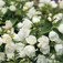 Jezsámen (<i>Philadelphus sp.</i> 'Manteau d'Hermine')