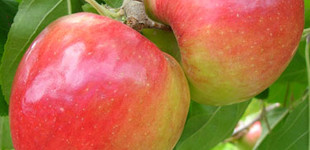 'Prima' alma (<i>Malus domestica</i> ''Prima'')