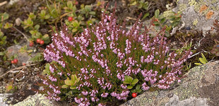 Csarab (<i>Calluna vulgaris</i>)