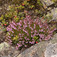 Csarab (<i>Calluna vulgaris</i>)
