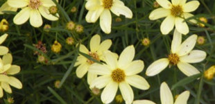 Keskenylevelű menyecskeszem  (<i>Coreopsis verticillata</i> 'Moonbeam')