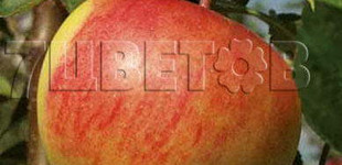 'Rubinola' alma (<i>Malus domestica</i> ''Rubinola'')