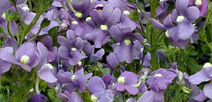 Vörösbegyvirág (<i>Nemesia sp.</i>)