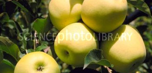 'Golden Delicious Li 85-50' alma (<i>Malus domestica</i> ''Golden Delicious Li 85-50'')