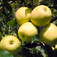 'Golden Delicious Li 85-50' alma (<i>Malus domestica</i> ''Golden Delicious Li 85-50'')