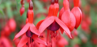 Fukszia, csüngőke (<i>Fuchsia sp.</i>)