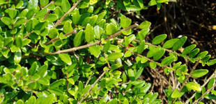 Örökzöld mirtuszlonc (<i>Lonicera nitida</i> 'Elegant')
