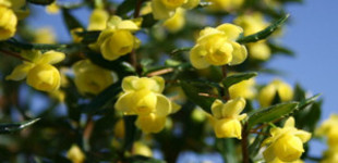 Törpe ezüstös borbolya (<i>Berberis candidula</i> 'Jytte')
