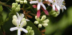 Hétfiúvirágcserje (<i>Heptacodium miconioides</i>)
