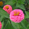 Rézvirág (<i>Zinnia elegans</i>)