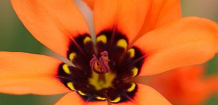 Cigányvirág (<i>Sparaxis tricolor</i>)