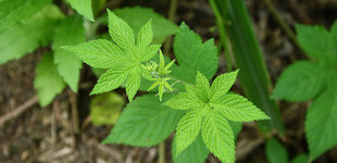Japán komló (<i>Humulus scandens</i>)