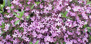 Gyepes szappanfű (<i>Saponaria ocymoides</i>)