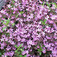 Pirosló szappanfű (<i>Saponaria ocymoides</i>)