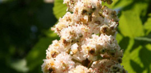 Teltvirágú vadgesztenye (<i>Aesculus hippocastanum</i> 'Baumannii')