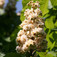 Teltvirágú vadgesztenye (<i>Aesculus hippocastanum</i> 'Baumannii')