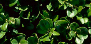 Nagylevelű puszpáng (<i>Buxus sempervirens</i> 'Bullata')