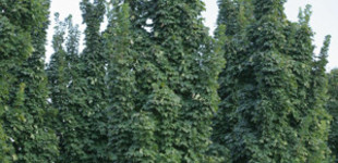 Oszlopos juhar (<i>Acer platanoides</i> 'Olmstedt')