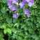 Harangvirág (<i>Campanula</i>)