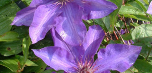 Kék kerti iszalag (<i>Clematis x</i> 'Jackmanii')