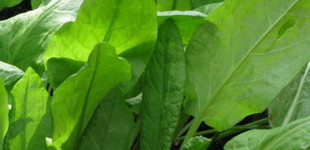 Sóska (<i>Rumex rugosus</i>)