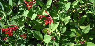 Jerikói lonc (<i>Lonicera caprifolium</i>)