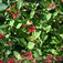 Jerikói lonc (<i>Lonicera caprifolium</i>)