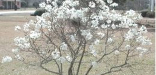 Csillagvirágú liliomfa (<i>Magnolia stellata</i> 'Royal Star')