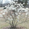 Csillagvirágú liliomfa (<i>Magnolia stellata</i> 'Royal Star')