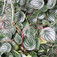 Törpebors, peperómia (<i>Peperomia sp.</i>)