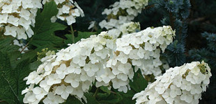 Tölgylevelű hortenzia (<i>Hydrangea quercifolia</i>)
