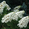 Tölgylevelű hortenzia (<i>Hydrangea quercifolia</i>)