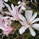 Liliomfa (<i>Magnolia loebneri</i> 'Leonard Messel')