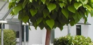 Gömbszivarfa (<i>Catalpa bignonioides</i> 'Nana')