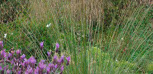 Árvalányhaj (<i>Stipa</i>)
