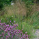 Árvalányhaj (<i>Stipa</i>)