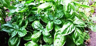 Bazsalikom (<i>Ocimum basilicum</i>)