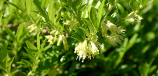 Törpe lonc (<i>Lonicera pileata</i>)